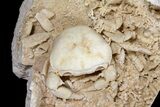 Fossil Crab (Potamon) Preserved in Travertine - Turkey #121387-1